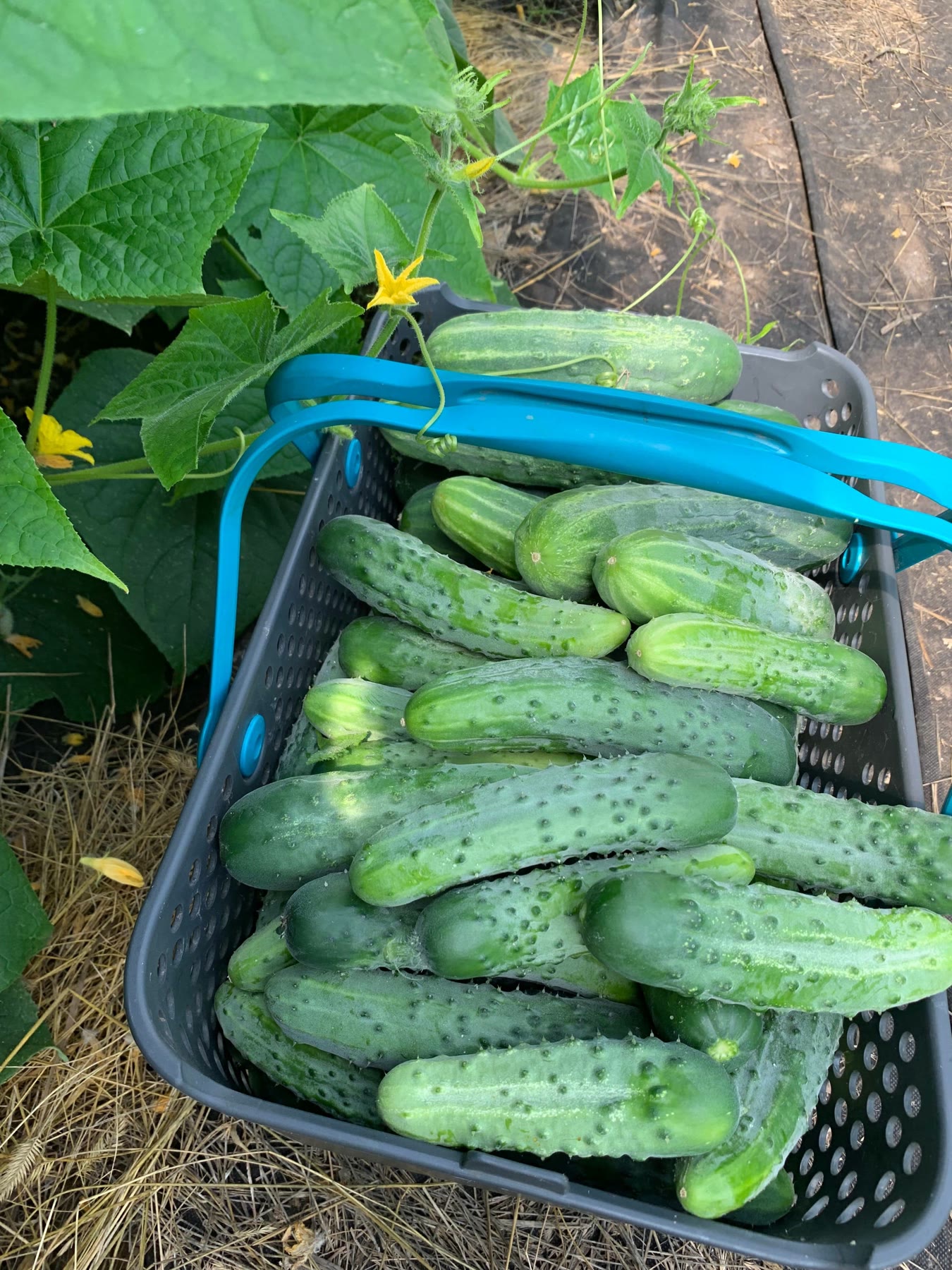 A basket heaped with freshly picked cucumbers in the garden