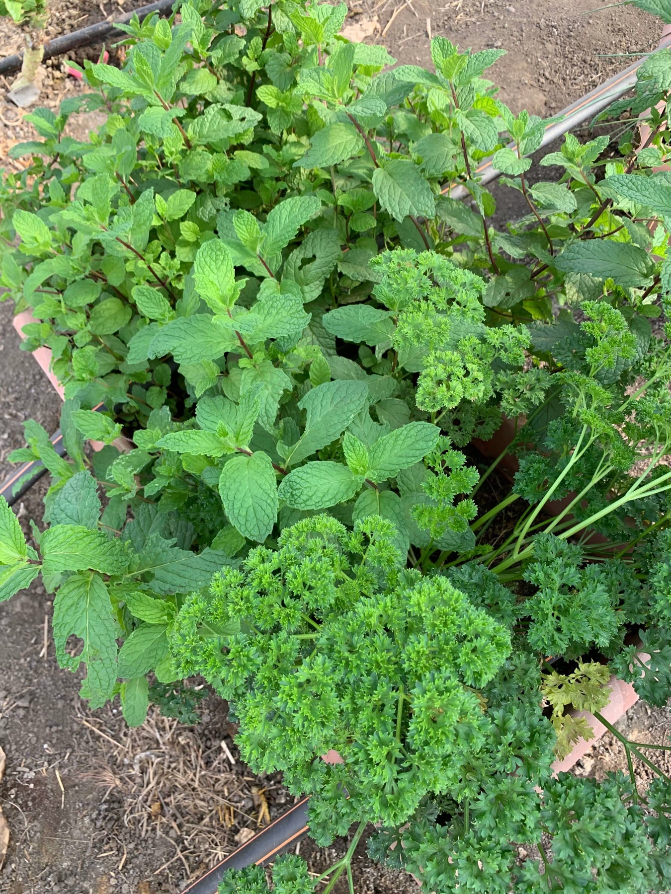Mint and curly parsley growing in a raised herb bed