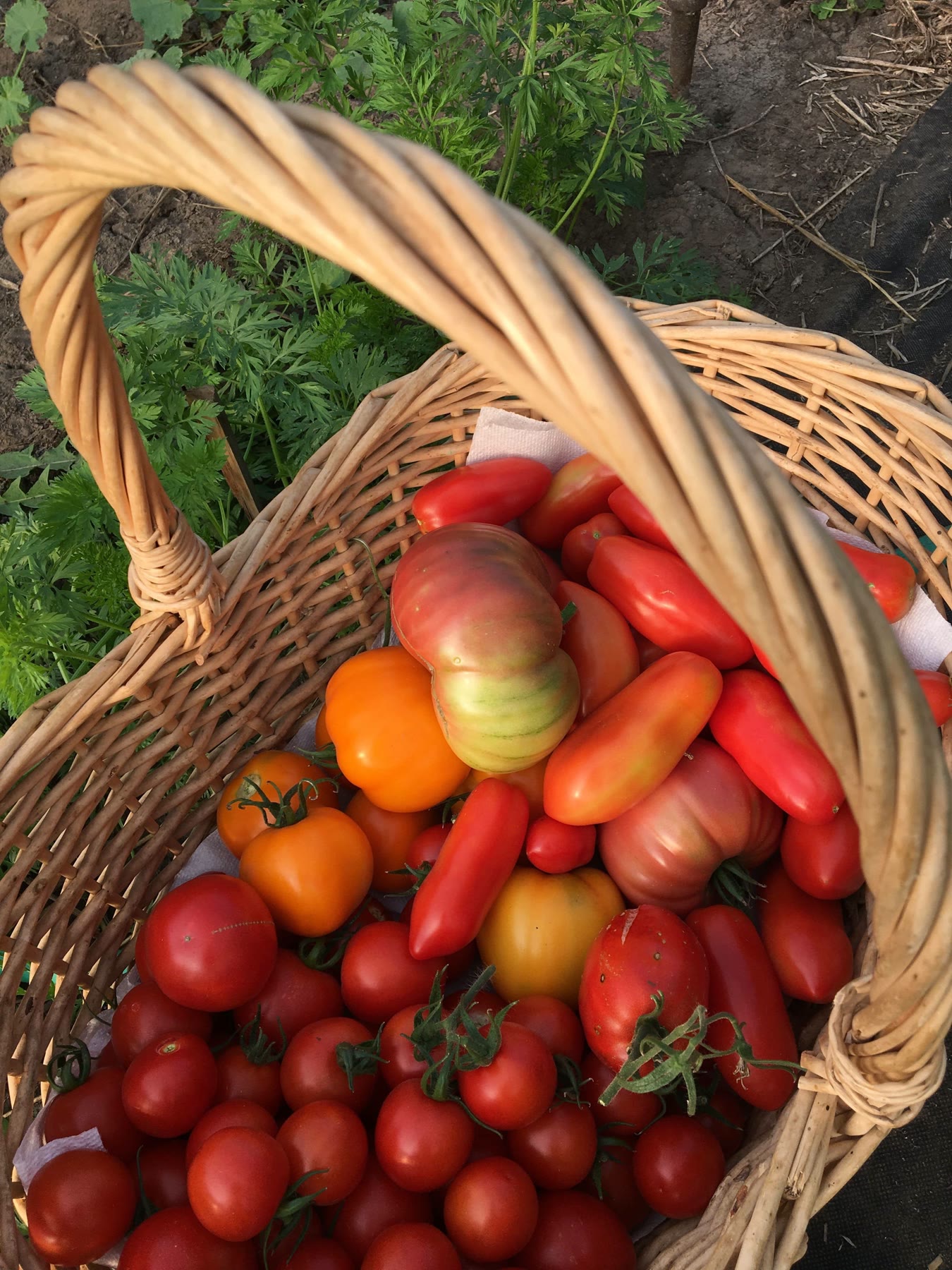 A wicker basket full of ripe red and orange tomatoes