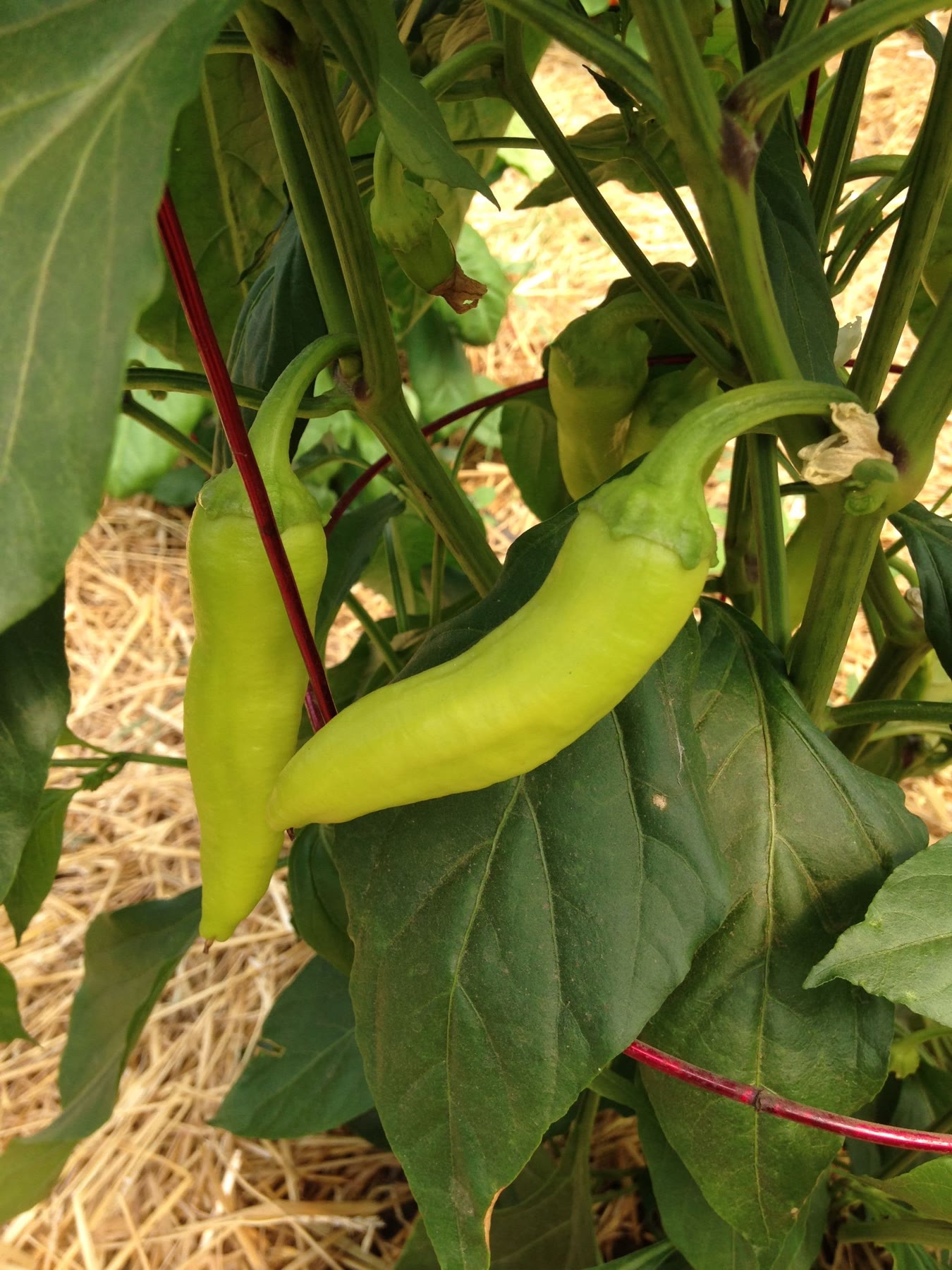 A pale green pepper ripening on the plant