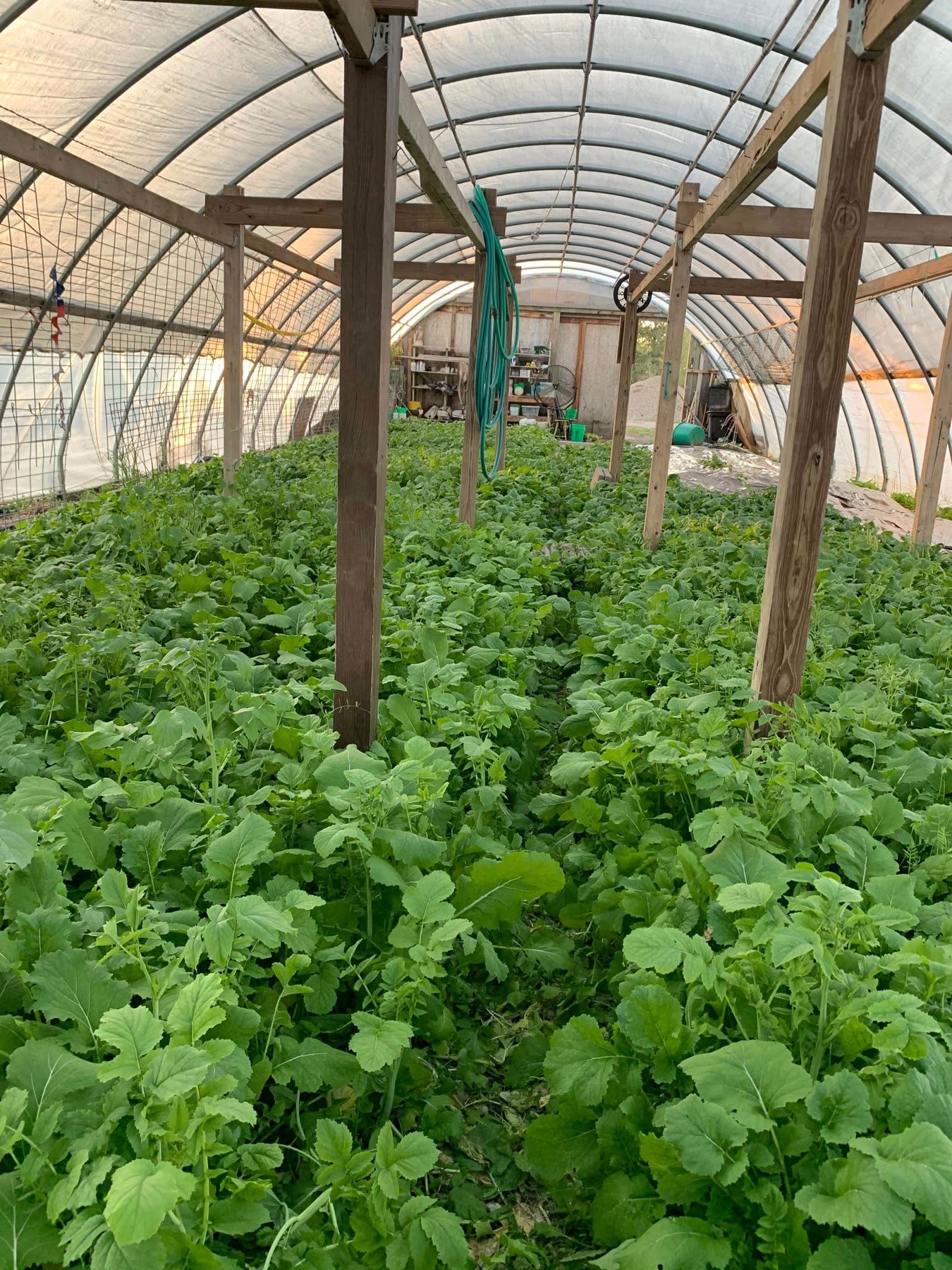 Rows of greens growing inside the Venner Farm high tunnel