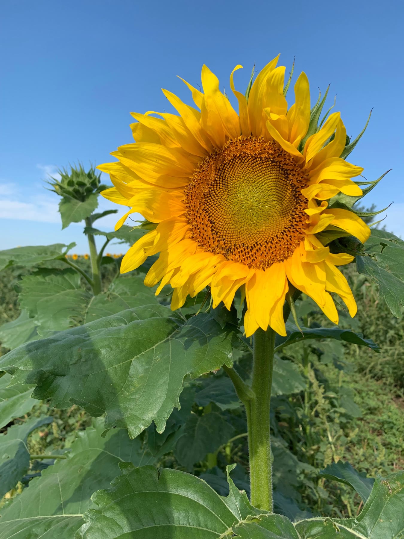 A tall sunflower in bloom against a blue sky