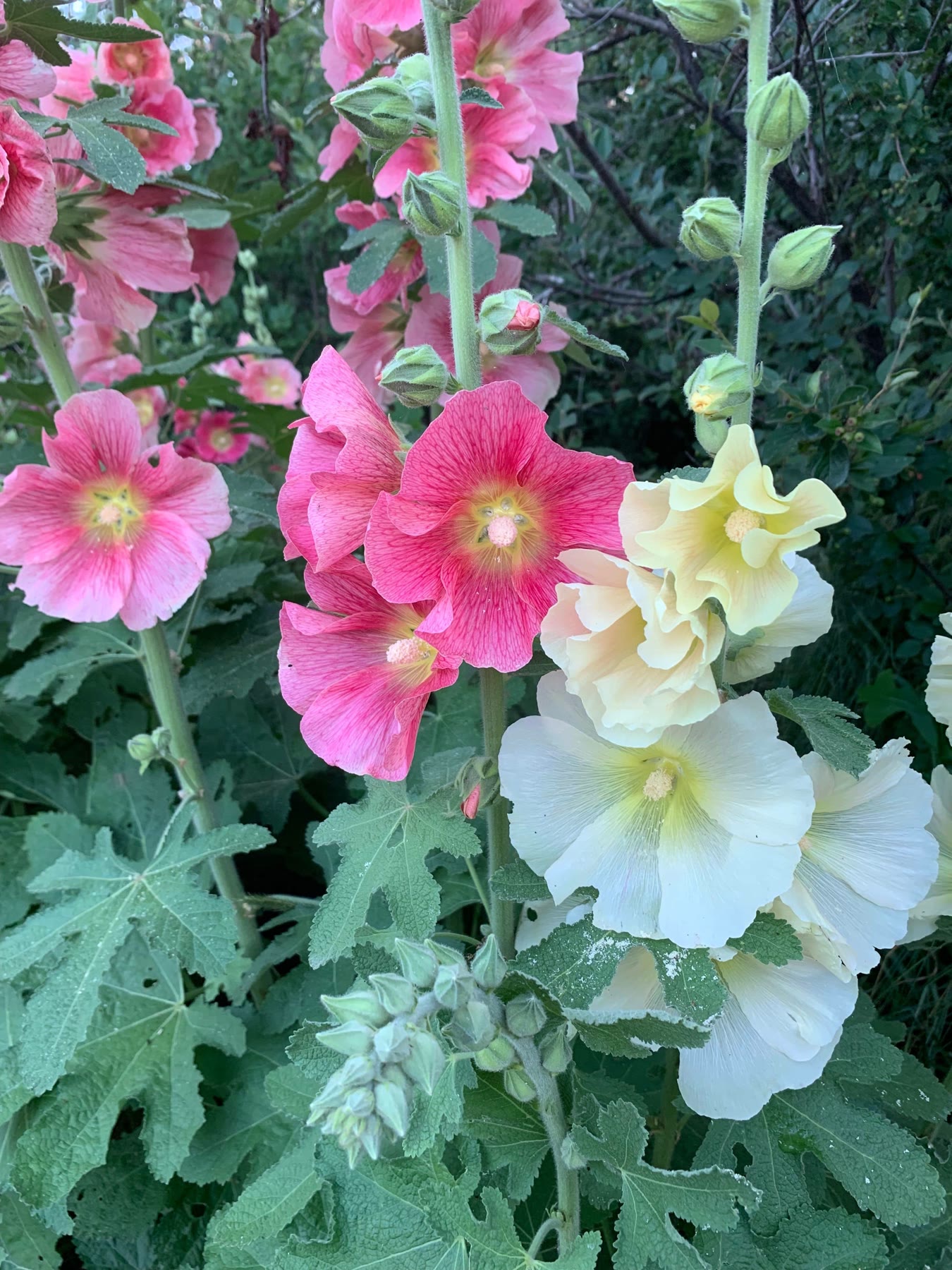Pink and white hollyhocks in bloom