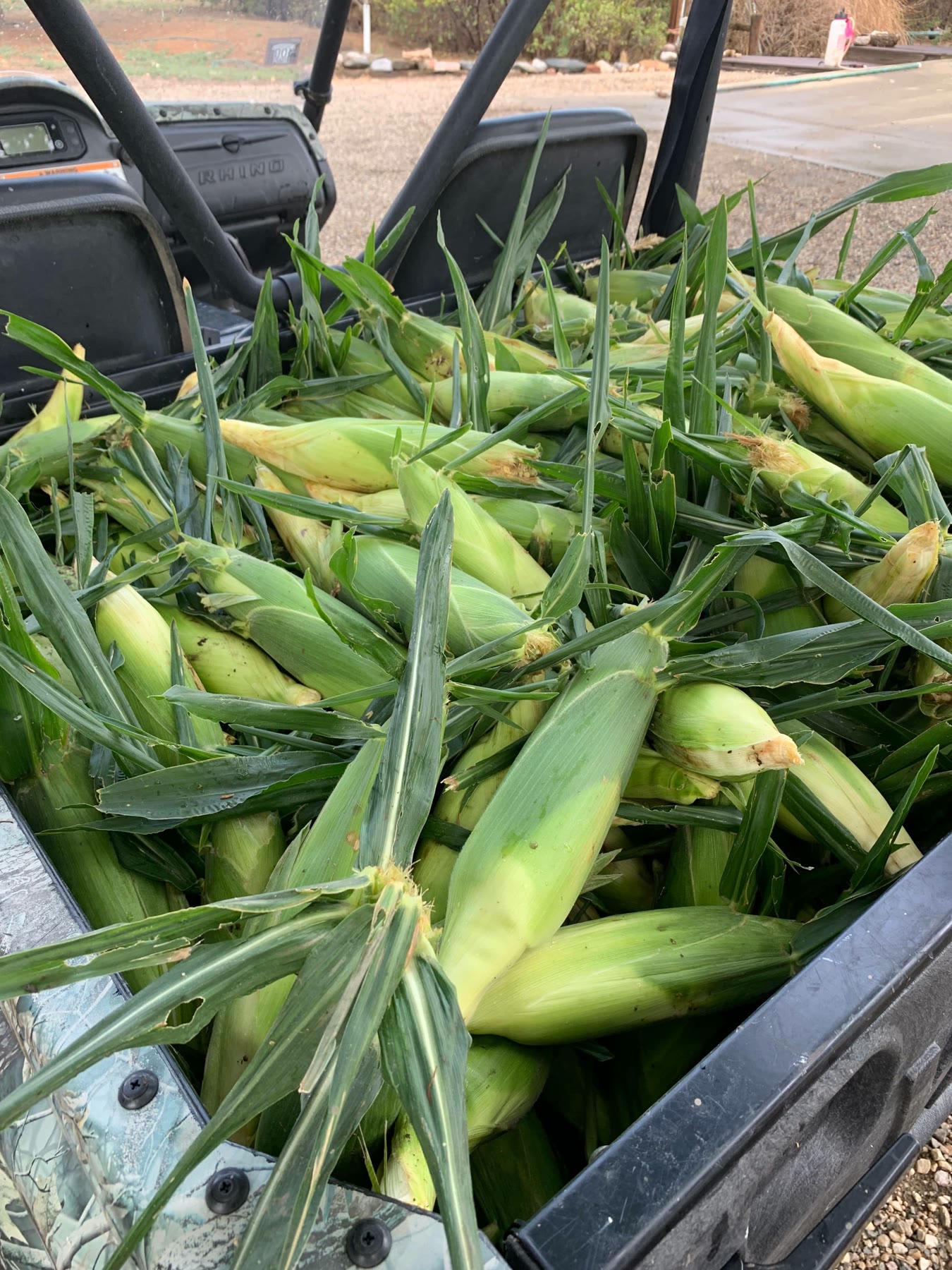 Sweet corn piled in the back of a farm vehicle