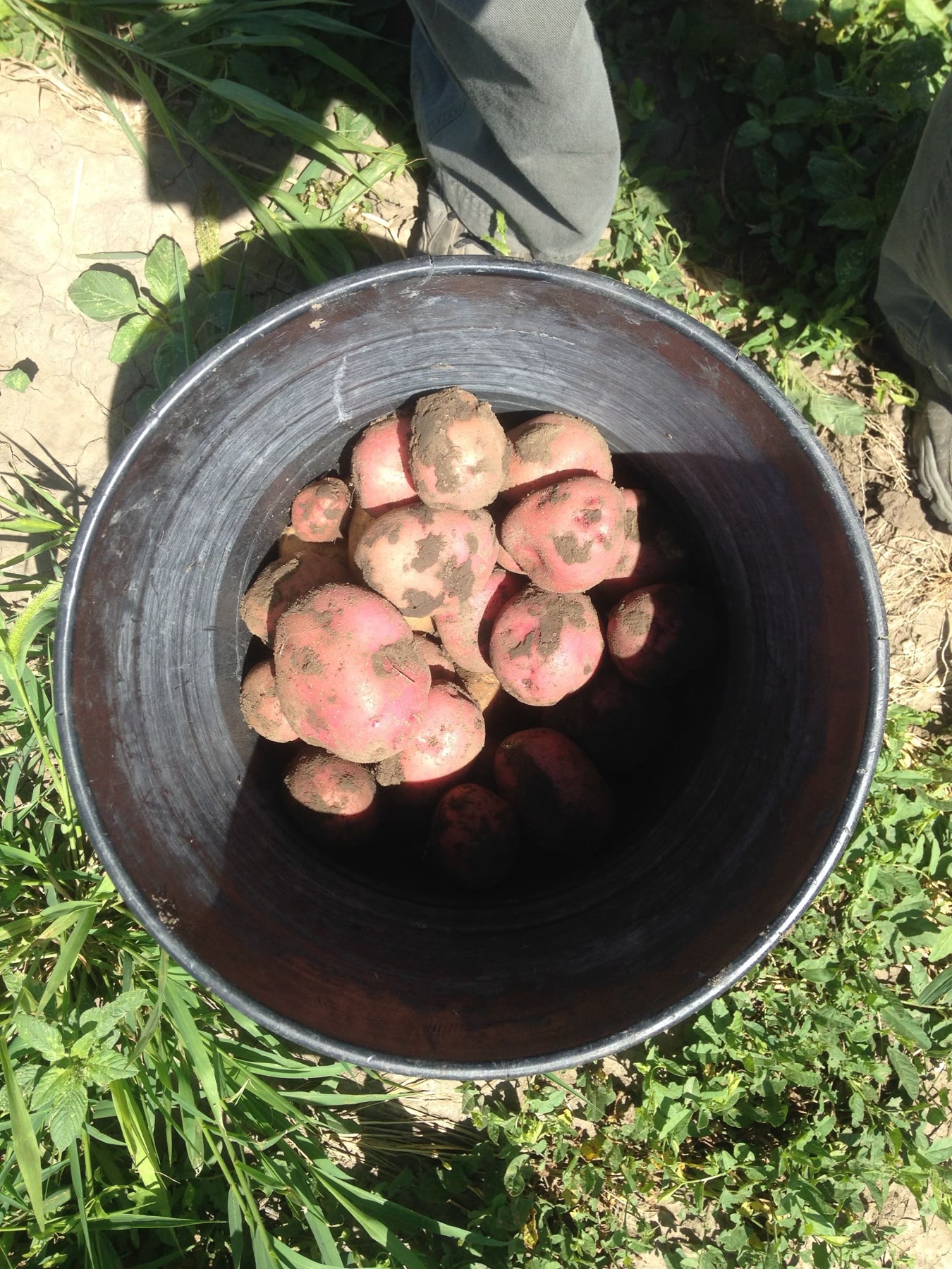 A bucket of freshly dug red potatoes