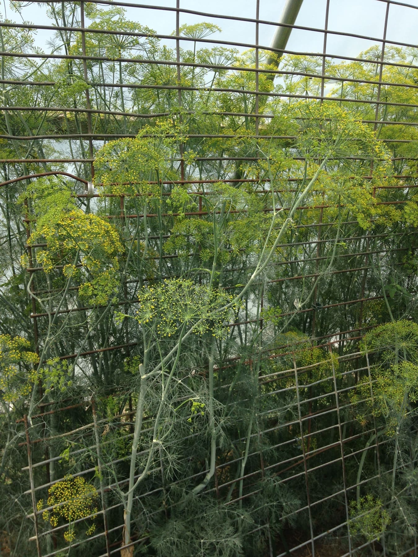 Dill grown tall inside a wire cage