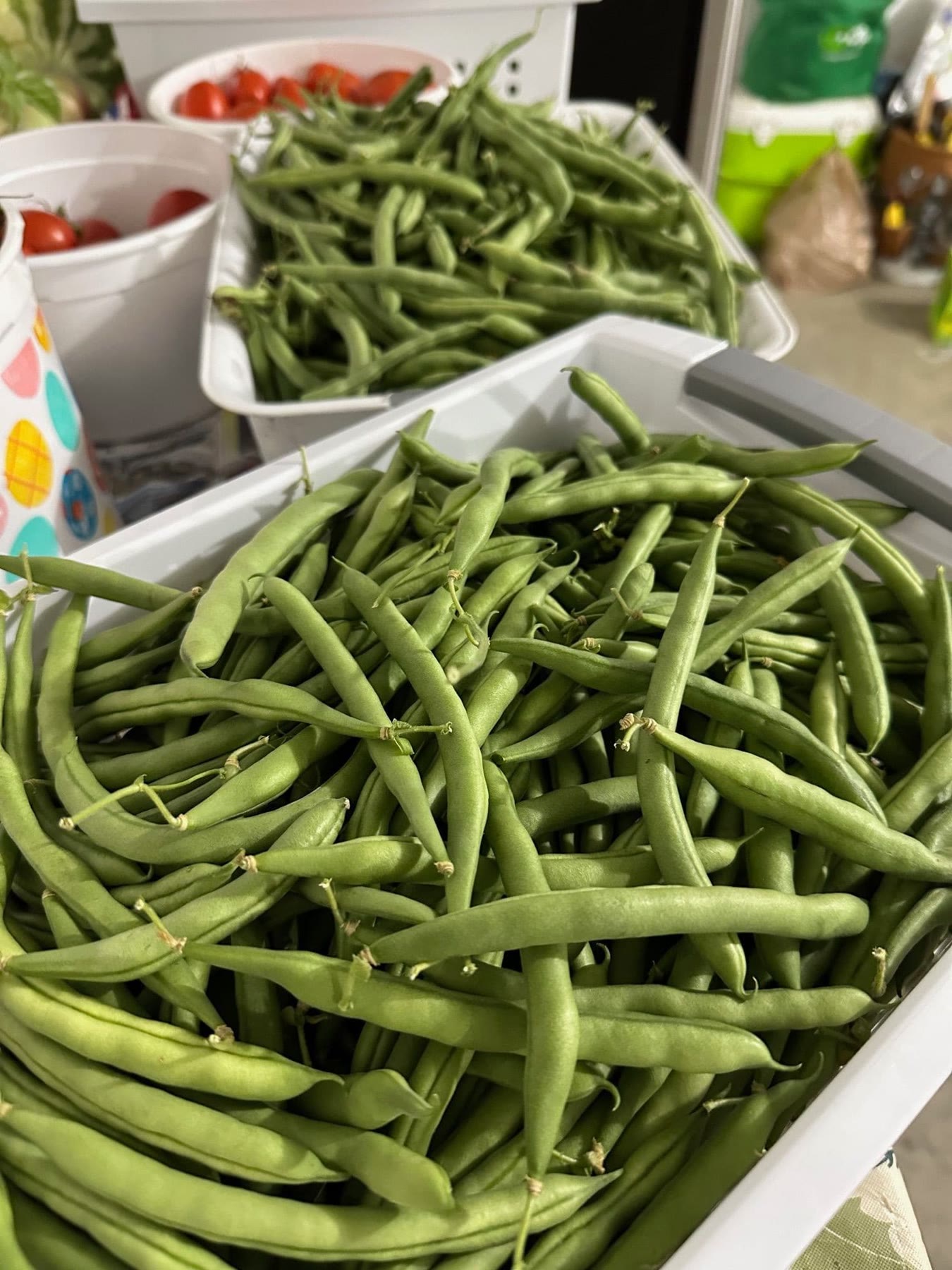 Trays of fresh-picked green beans